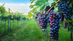 Вирощування та догляд за виноградом в домашніх умовах