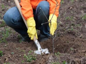 Як вибрати та посадити саджанці плодових дерев