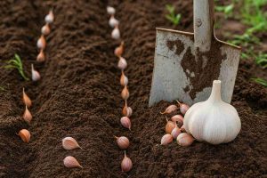 Дієві поради для вирощування часнику